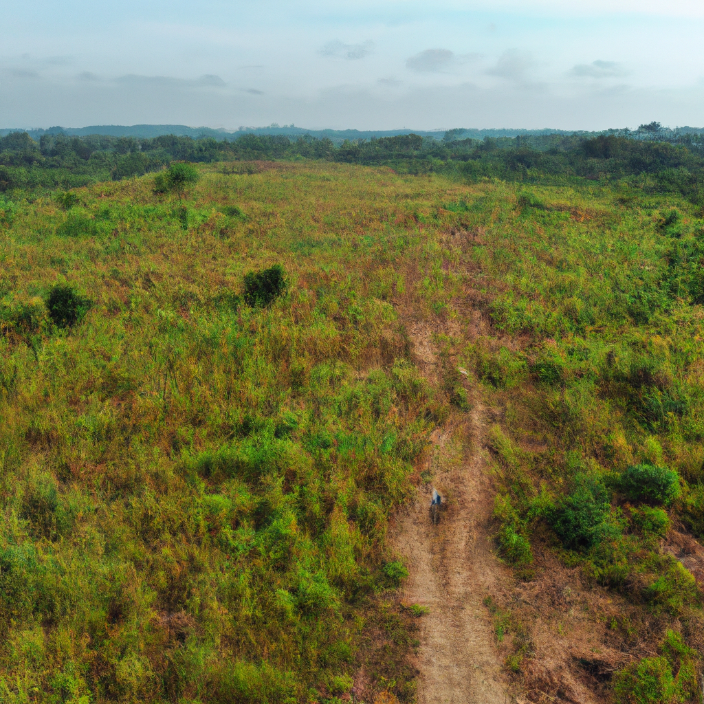 Treatment of the Ghanaian Forest